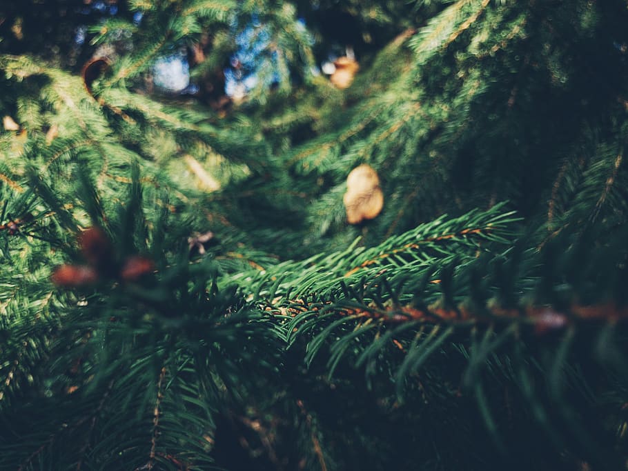 tree, fir, daylight, single, october, fence, green, brown, colors HD wallpaper