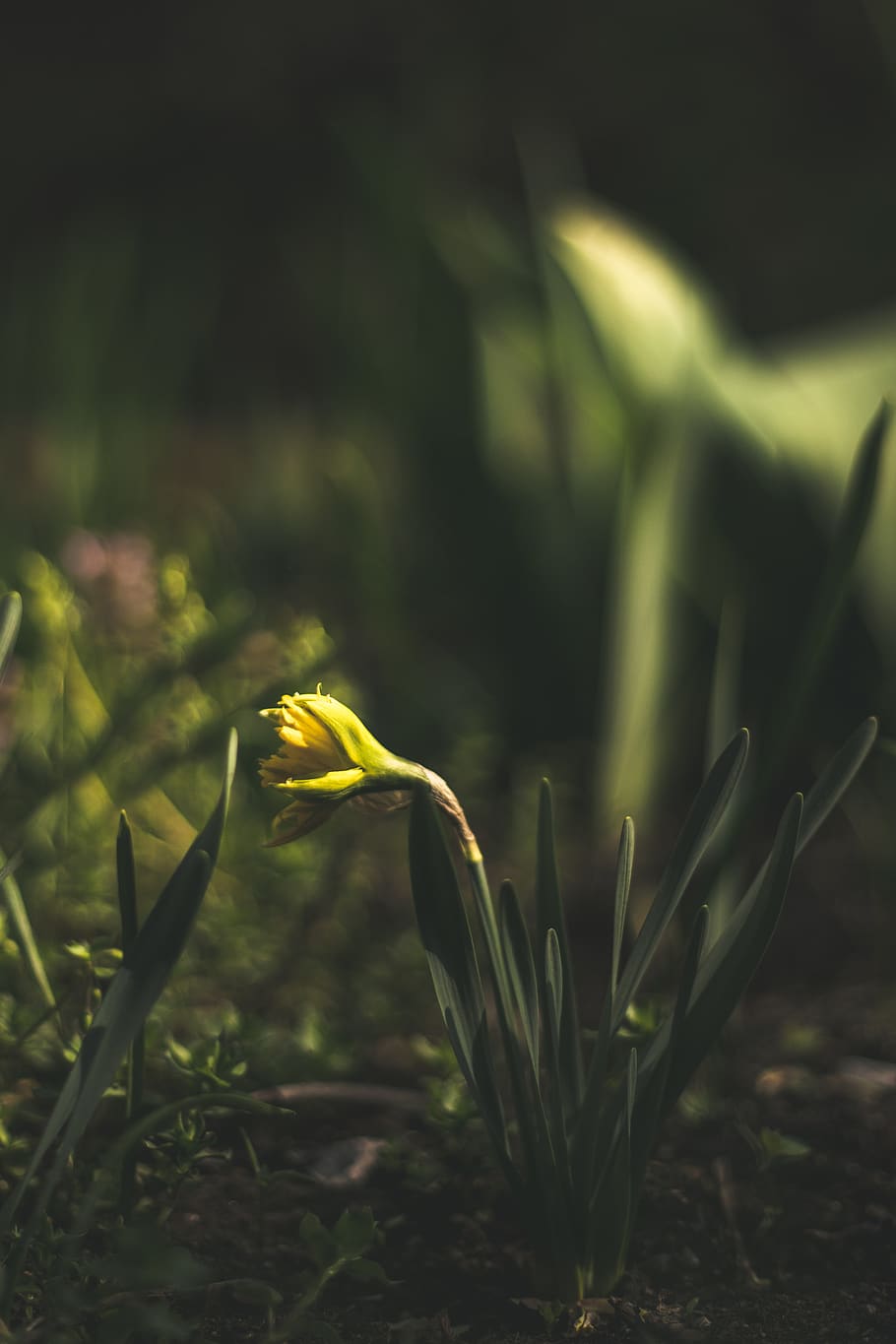 plant, grass, petal, flower, blossom, daisy, daisies, vegetation HD wallpaper