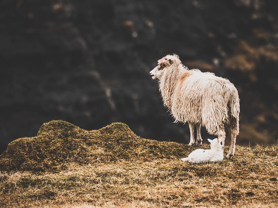 white sheep standing on peak at daytime, moss, moody, mountain HD wallpaper