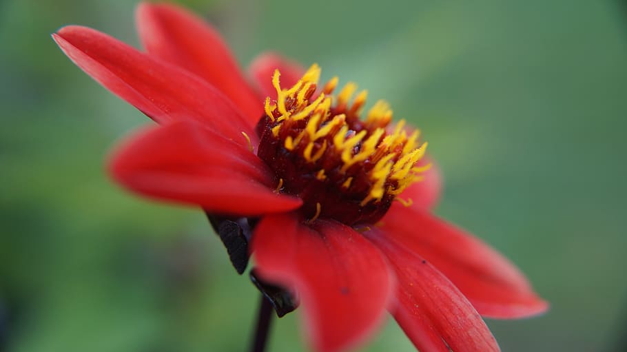 red, flower, macro, blossom, bloom, plant, nature, petals, summer HD wallpaper