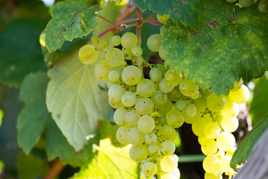 grape, foliage, wine, growth, plant, leaf, plant part, green color HD wallpaper