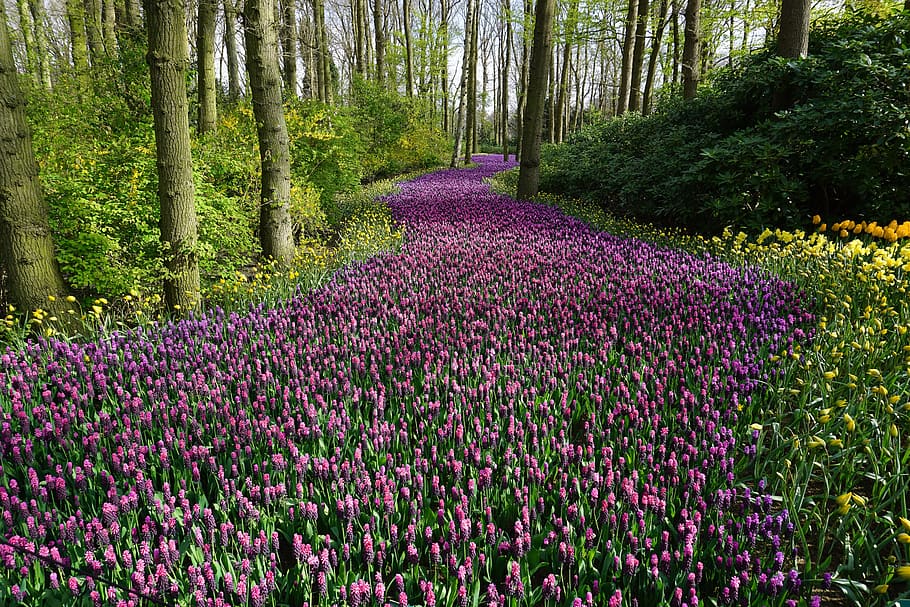Pink Flower Field, beautiful, bloom, blooming, blossom, close-up HD wallpaper