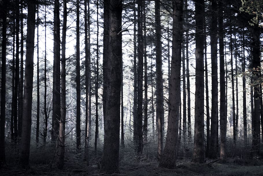 spooky, forest, trees, sticks, dark, scary, fantasy, night, HD wallpaper