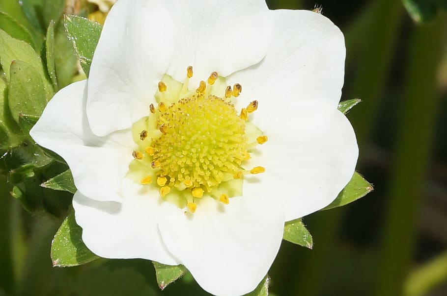 strawberry, blossom, flowering plant, vulnerability, fragility HD wallpaper