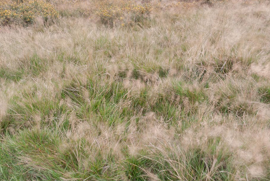 green and brown bush, plant, grass, growth, land, field, beauty in nature HD wallpaper