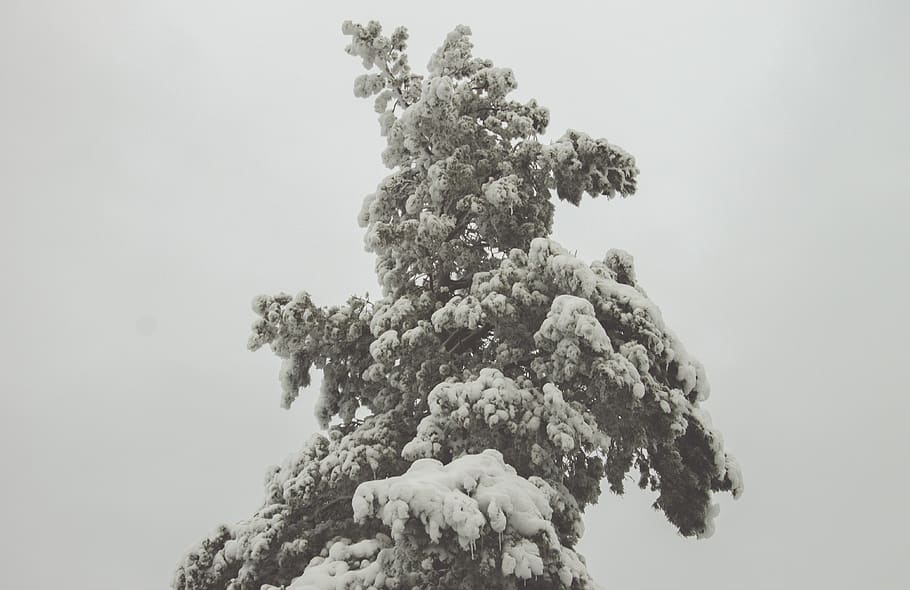 tree, snow, winter, plant, nature, no people, growth, sky, day HD wallpaper
