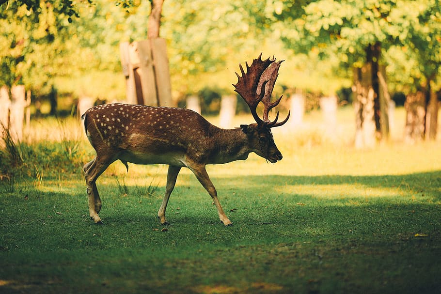 brown deer on grass field, animal, animal themes, animal wildlife HD wallpaper