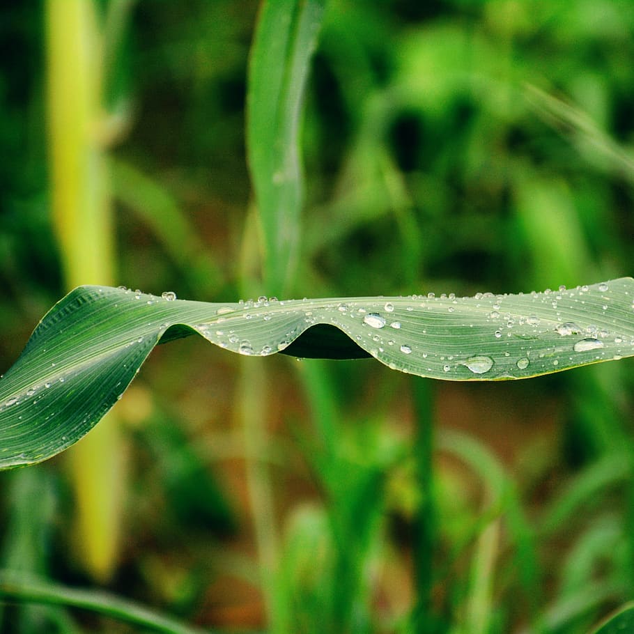 leaf, nature, green, water, drop, growth, wet, plant, close-up HD wallpaper