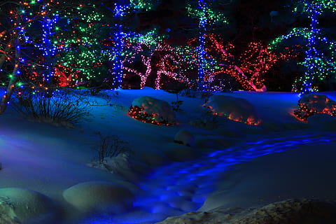 assorted-color christmas lights, ornament, flare, fish, animal HD wallpaper