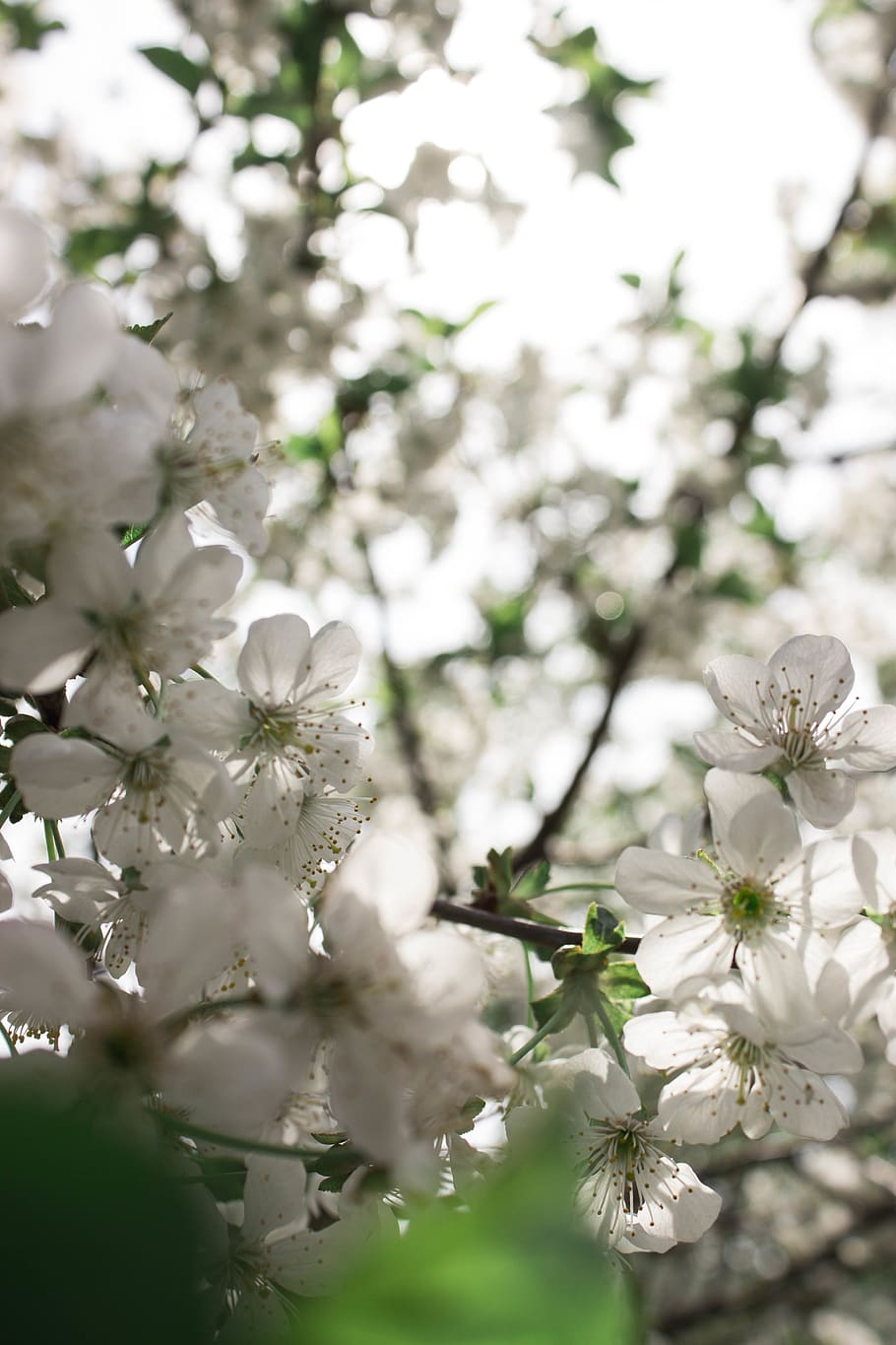 nature, cherry blossom, spring, flower, flowering plant, fragility HD wallpaper