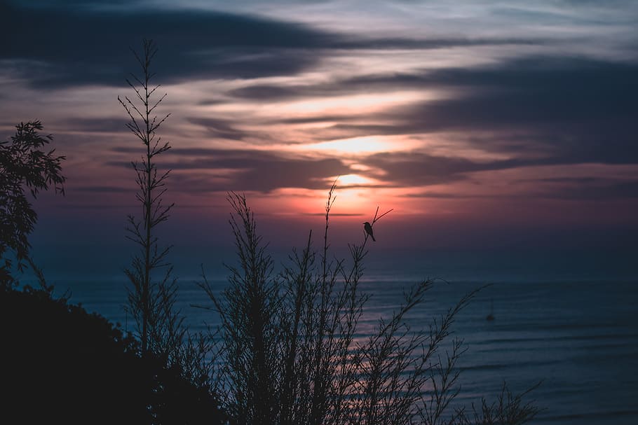 grass silhouette near beach under golden hour, sunset, ocean HD wallpaper