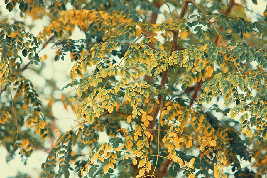 Moringa 1080P, 2K, 4K, 5K HD wallpapers free download | Wallpaper Flare