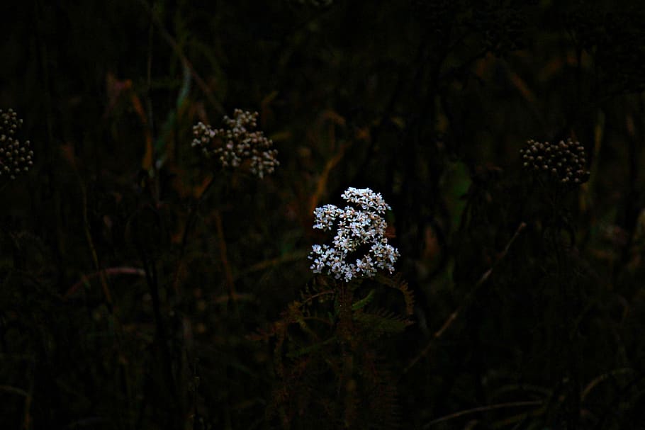 forest floor, flowers, plant, beauty in nature, growth, focus on foreground HD wallpaper