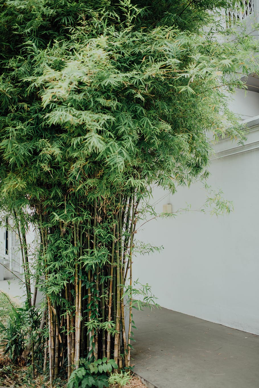 bamboo tree, plant, flora, conifer, nature, land, vegetation HD wallpaper