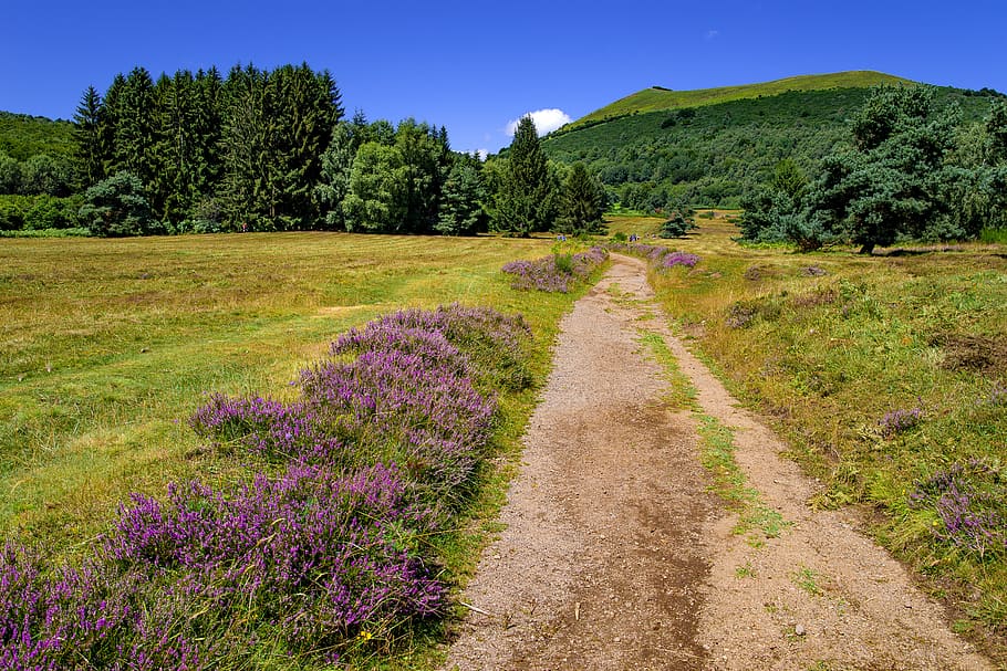 landscape, countryside, path, heather, hill, nature, puy de dome, HD wallpaper