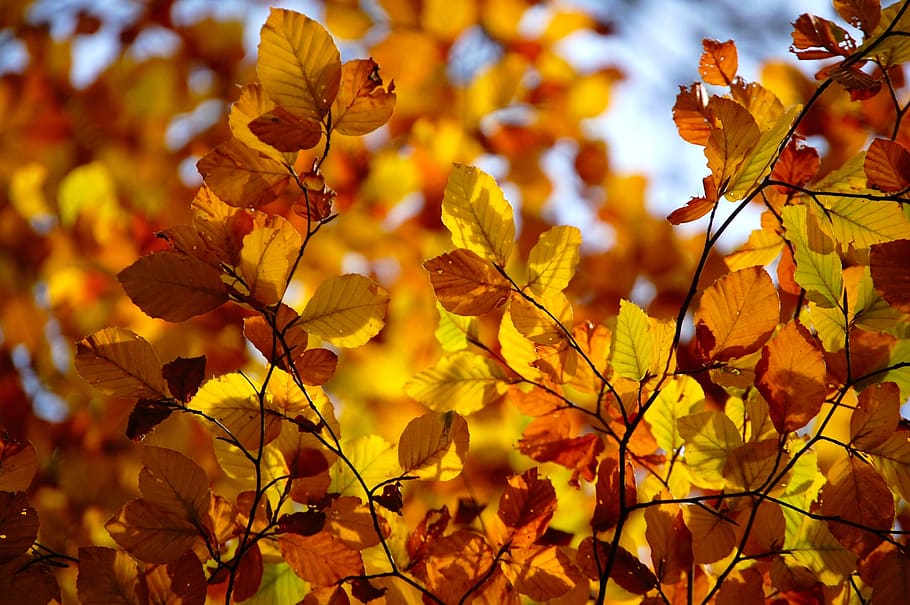 leaves, autumn, forest, abruzzo, tree, nature, landscape, light HD wallpaper