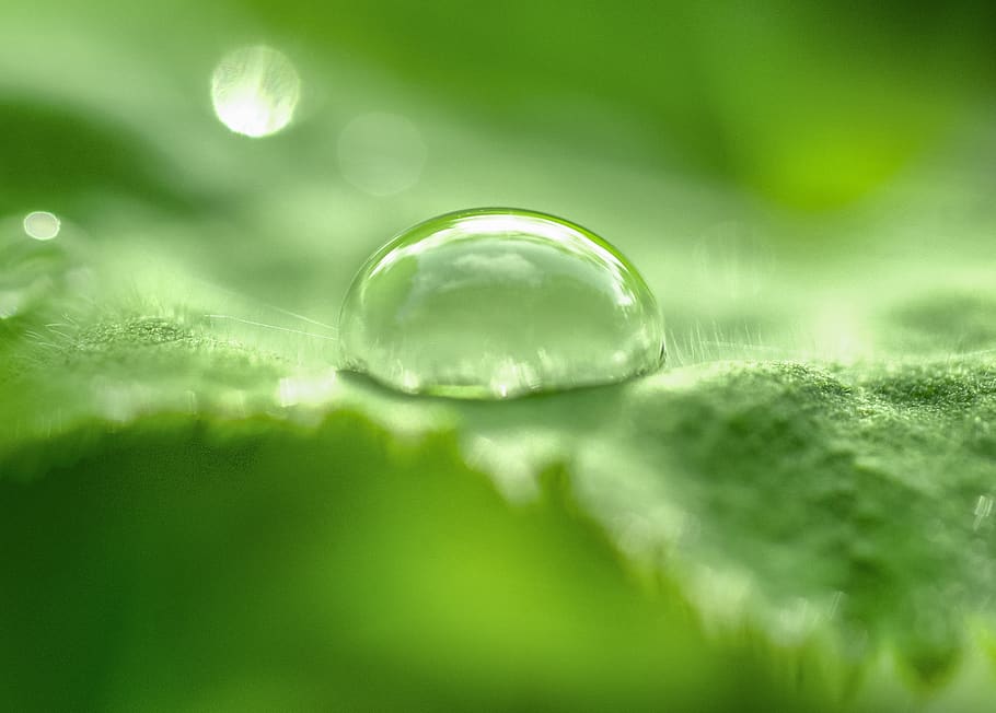 Selective Focus Photo of Tear Drop, blurred background, clear HD wallpaper