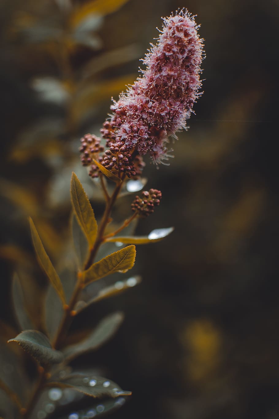 Close Up Photo of Pink Flower, branch, buds, color, delicate HD wallpaper