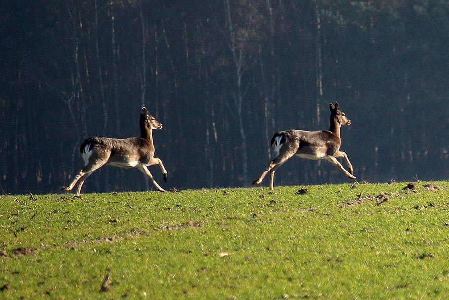 fallow deer, jump, arable, forest animal, movement, meadow HD wallpaper