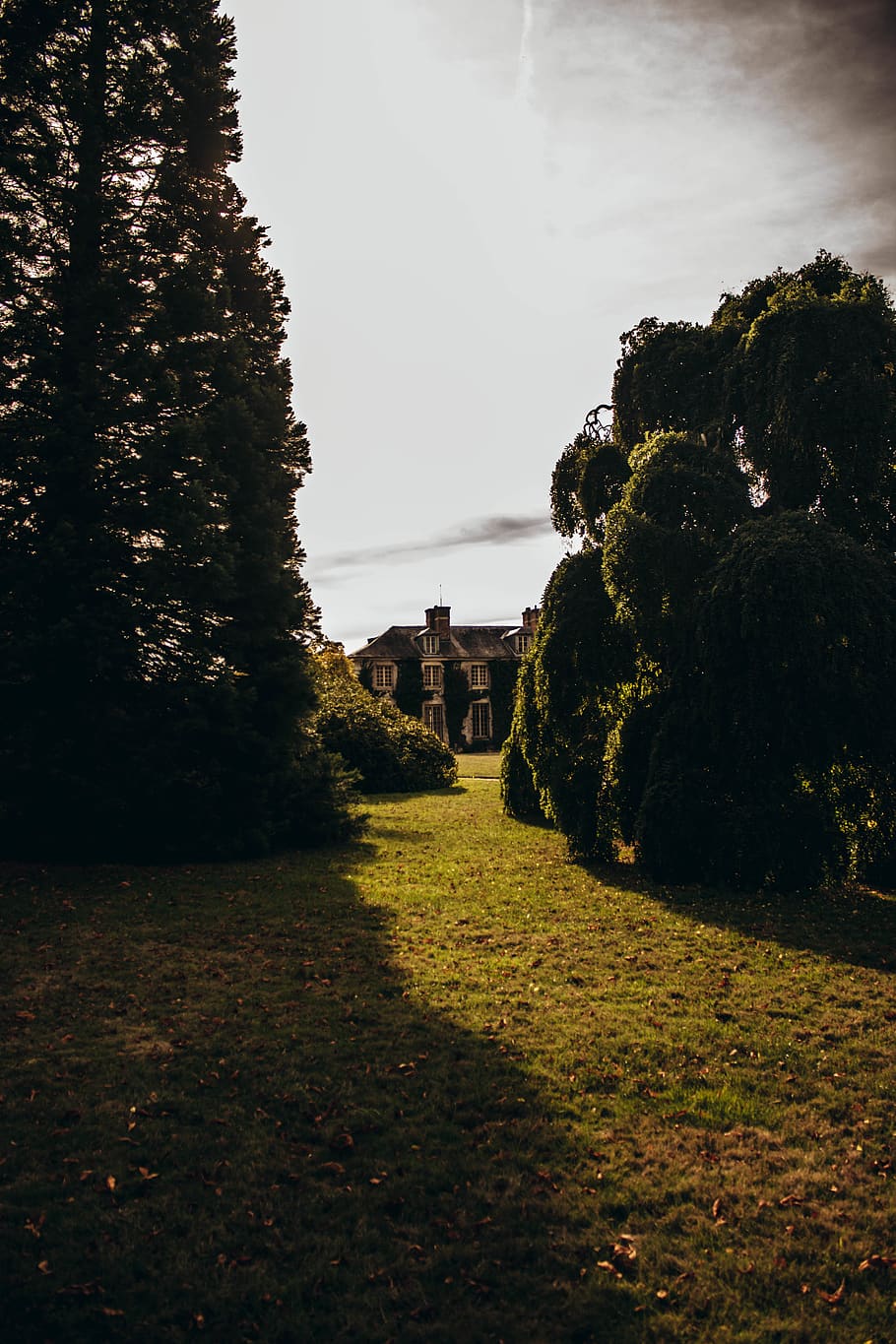 green trees during daytime, france, versailles, road, dirt road HD wallpaper