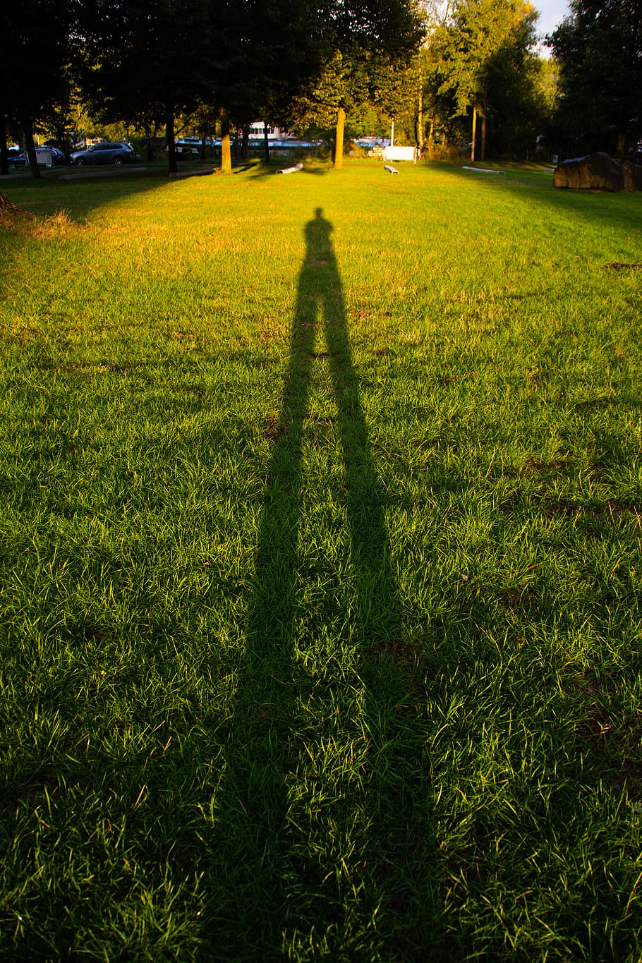 netherlands, amsterdam, dusk, plant, grass, shadow, green color HD wallpaper