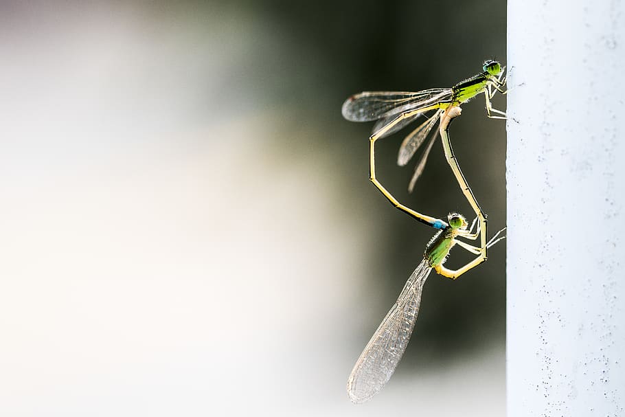 Damselflies Mating , bug, close-up, damselfly, insect, little HD wallpaper