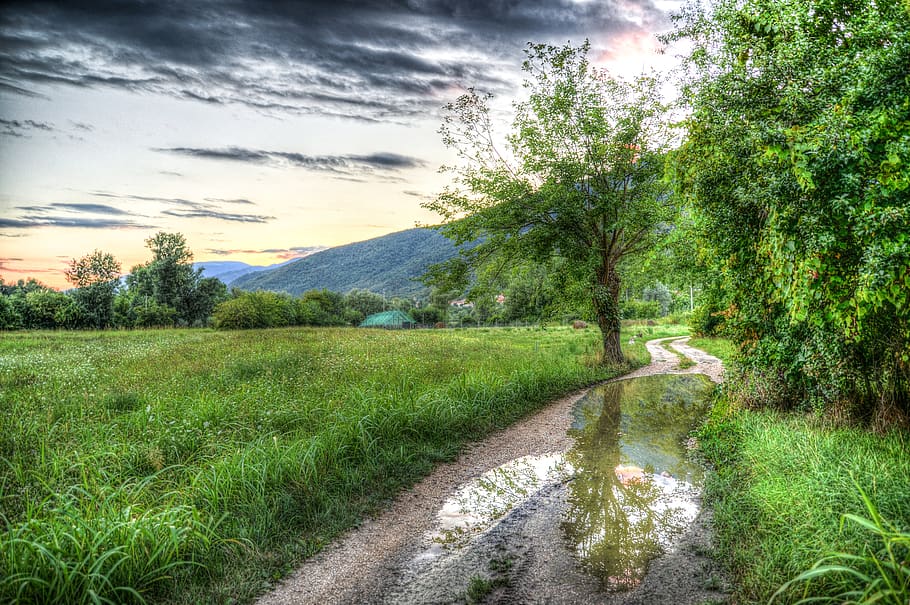 tree, path, hdr, wet, forest, trees, nature, away, autumn, landscape HD wallpaper
