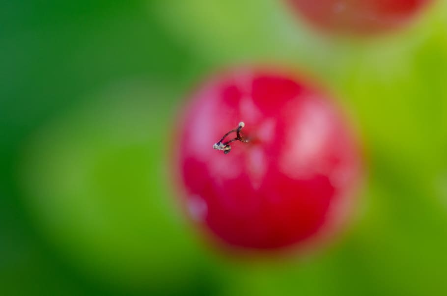 fruit, red, green, color, colourful, autumn, fall, abstract HD wallpaper