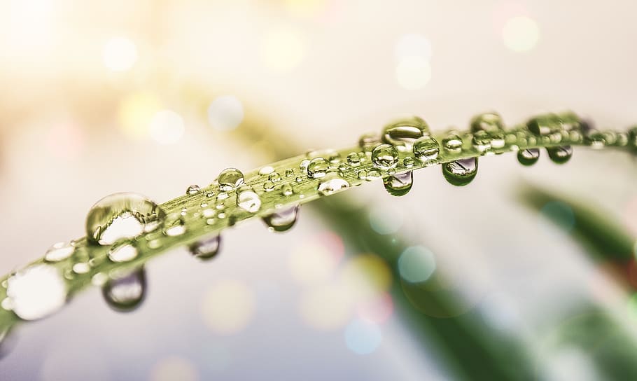 Dew Drops on Leaf, blurred background, close-up, colors, droplets HD wallpaper