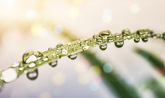 selective focus photography of water dew on green leaf, drop HD wallpaper