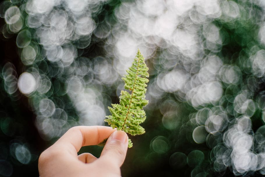 leaves, dried, autumn, fall, summer, nature, bokeh, hands, human hand HD wallpaper
