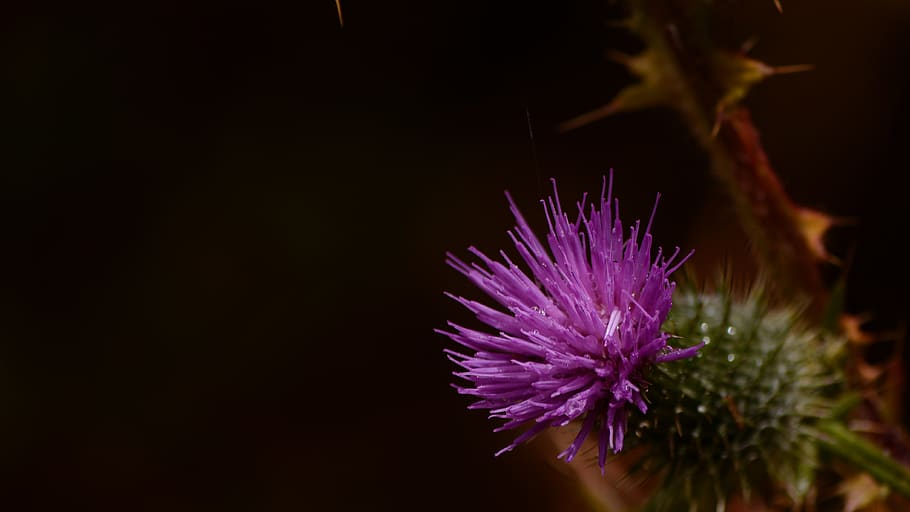ecuador, pintag, forest, quito, flower, trees, nature, colours HD wallpaper