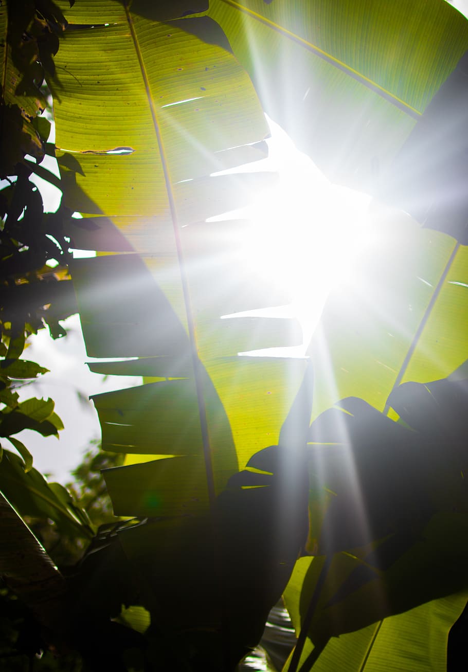 indonesia, bali, lens flare, sunbeam, sunlight, sunny, low angle view HD wallpaper