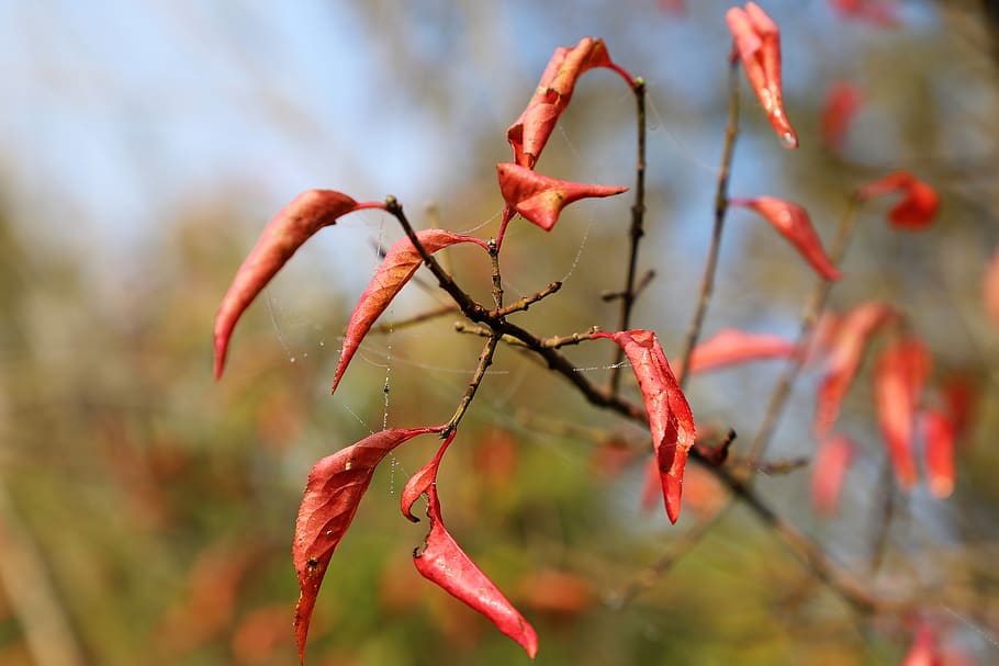 red leaves, branch, spider net, cobweb, wet, drops, autumn HD wallpaper