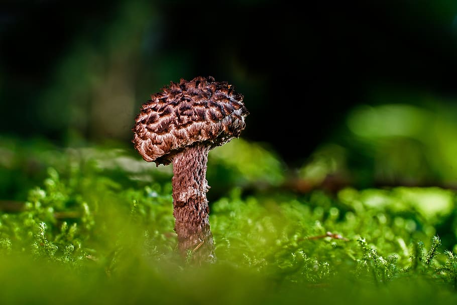 shock-headed boletus, mushroom, rac, forest mushroom, autumn, HD wallpaper
