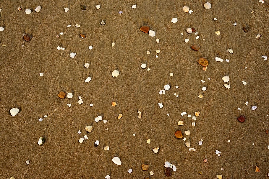 beach, shells, land, sand, full frame, large group of objects HD wallpaper