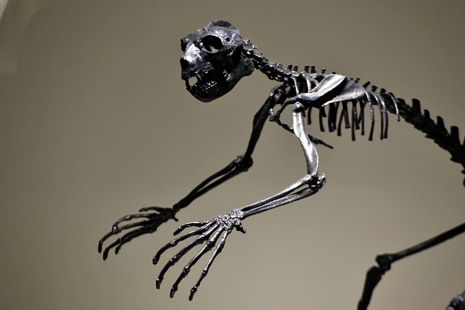 dinosaur, skeleton, extinct, fossil, prehistoric, predator, HD wallpaper