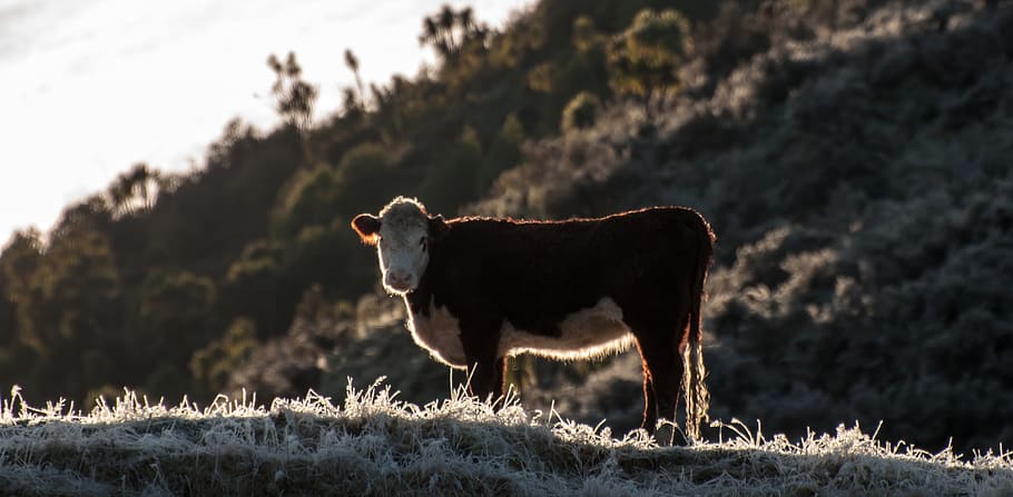 brown and white cow, animal themes, mammal, one animal, domestic animals HD wallpaper