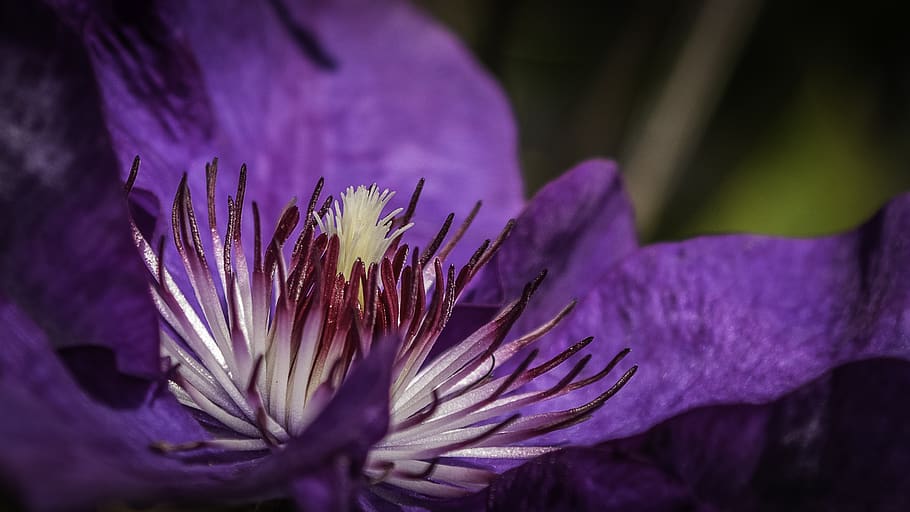 clematis, blossom, bloom, stamp, purple, climber plant, garden HD wallpaper
