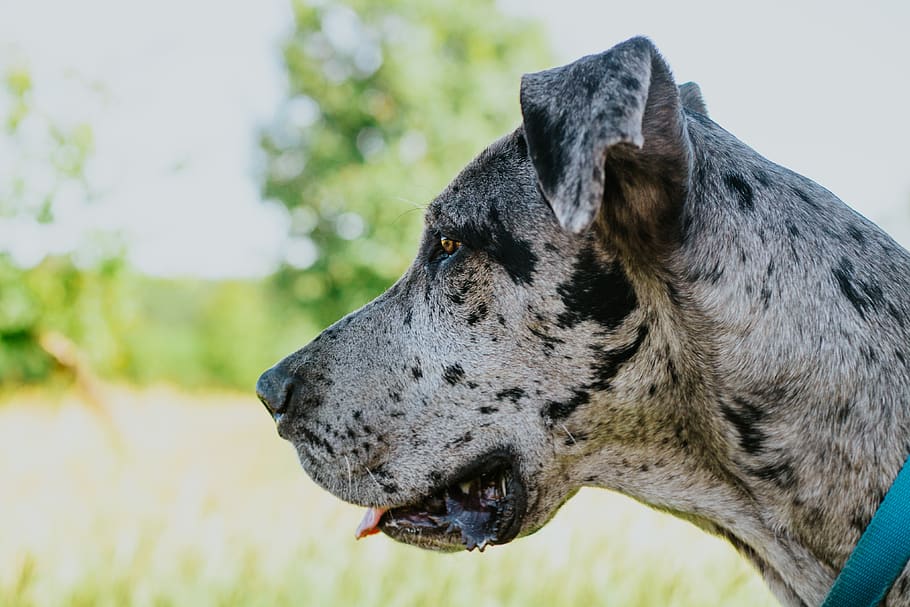 short-coated grey dog, one animal, mammal, animal themes, domestic animals HD wallpaper
