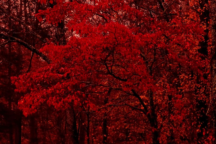 red, sunset, glow, eerie, trees, nature, plant, beauty in nature, HD wallpaper