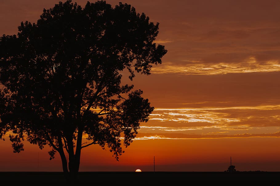 green leafed trees during sunset, sky, outdoors, nature, sunrise HD wallpaper