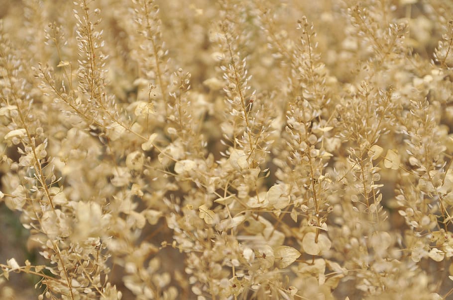 brown plant during daytime, selective focus, backgrounds, full frame HD wallpaper