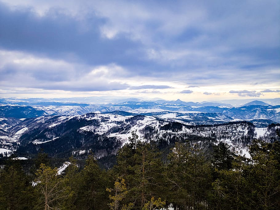 tree, plant, abies, fir, mountain, zlatibor, outdoors, nature, HD wallpaper