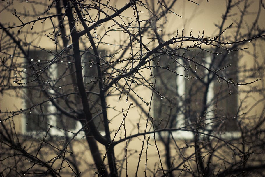 tree, branch, bare tree, plant, no people, nature, day, beauty in nature HD wallpaper
