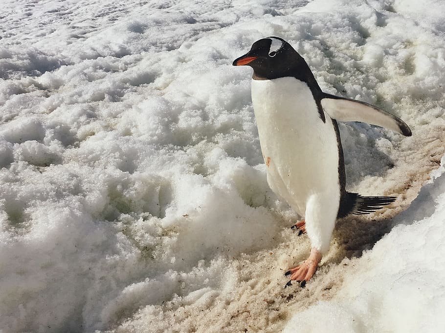 antarctica, white, black, wild, sun, snow, penguin, cold, animal wildlife HD wallpaper
