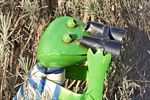 frog, binoculars, tensioner, optics, distant view, watch, by looking HD wallpaper