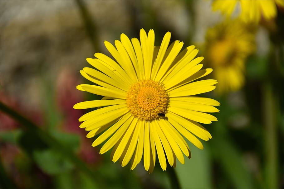 flower, yellow, petals, spring, plants, summer, flowers, nature HD wallpaper