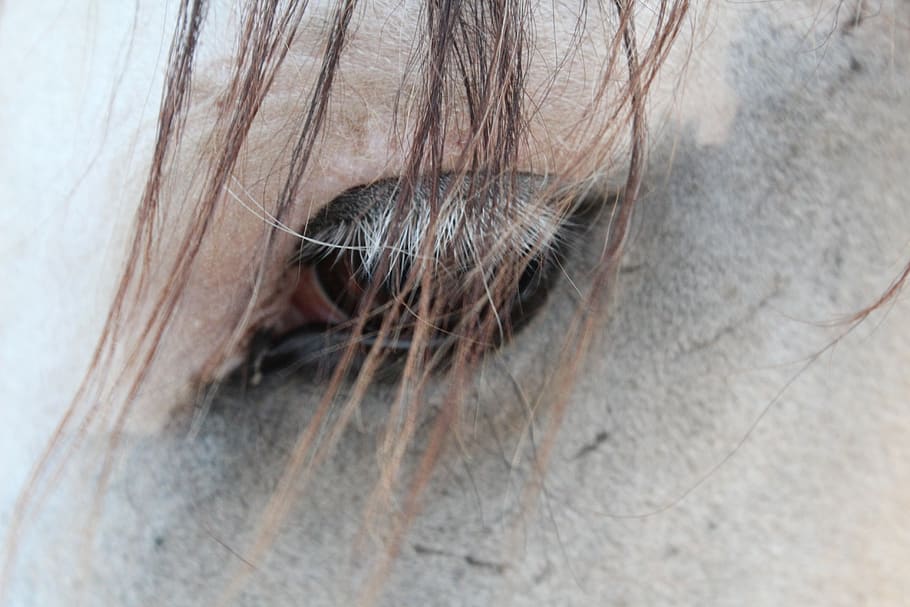 horse, close up, eye, close-up, human body part, one person HD wallpaper