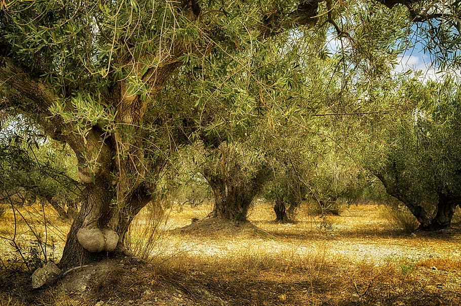 old olive tree, trunk old, age, nature, plant, growth, tranquility HD wallpaper